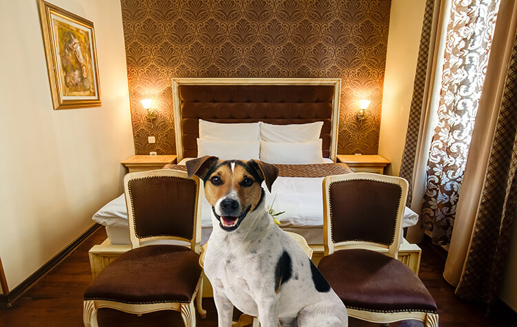 pet friendly hotel in belgrade